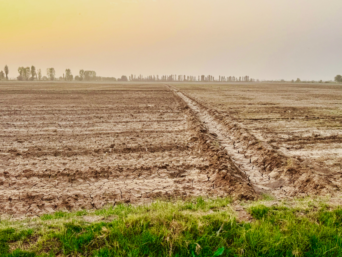 Field